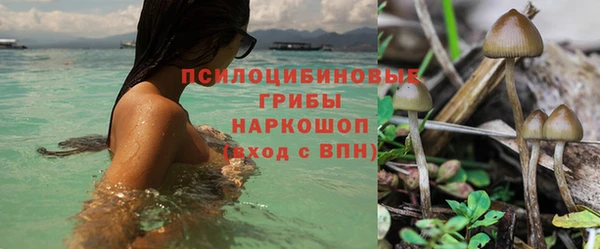 шишки Аркадак