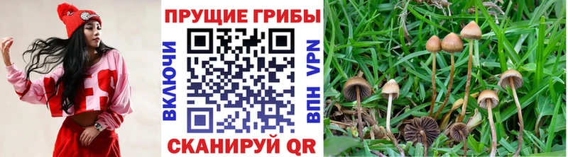 OMG сайт  Новомосковск  маркетплейс клад  Галлюциногенные грибы мицелий 